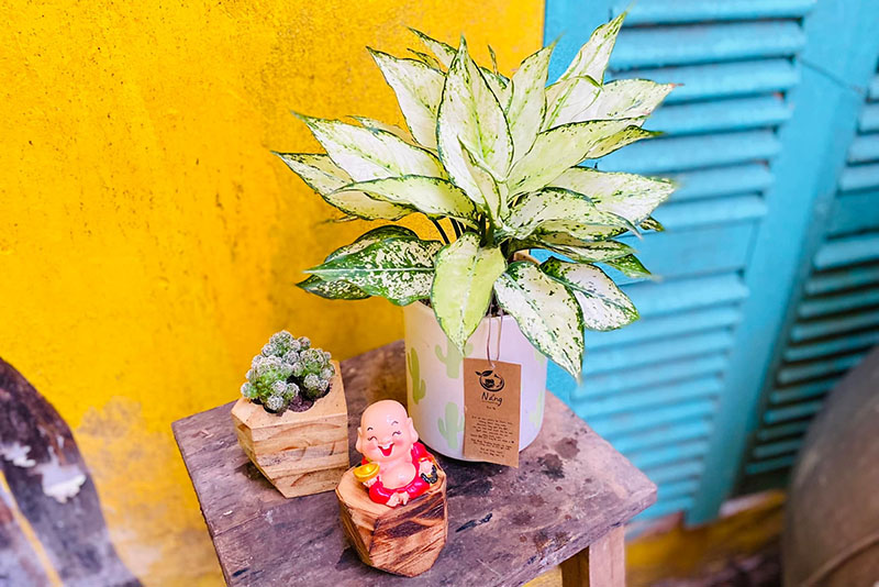 cây phong thủy hợp mệnh Kim